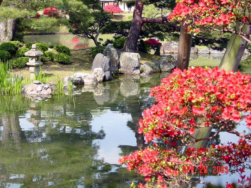 Japanese garden with pond and azaleas