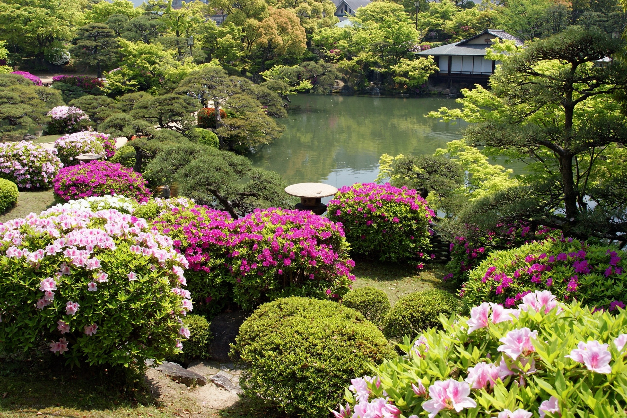 Japanese garden with pond and azaleas