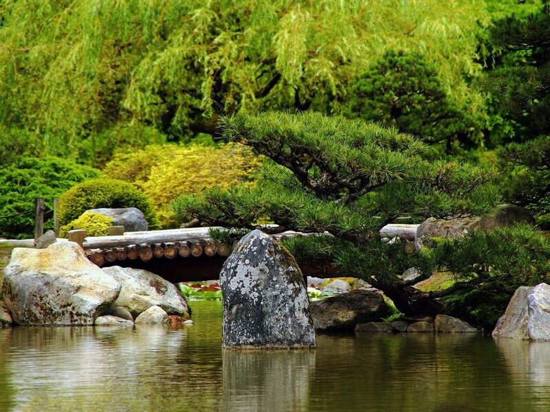 Japanese garden with pond and bridge