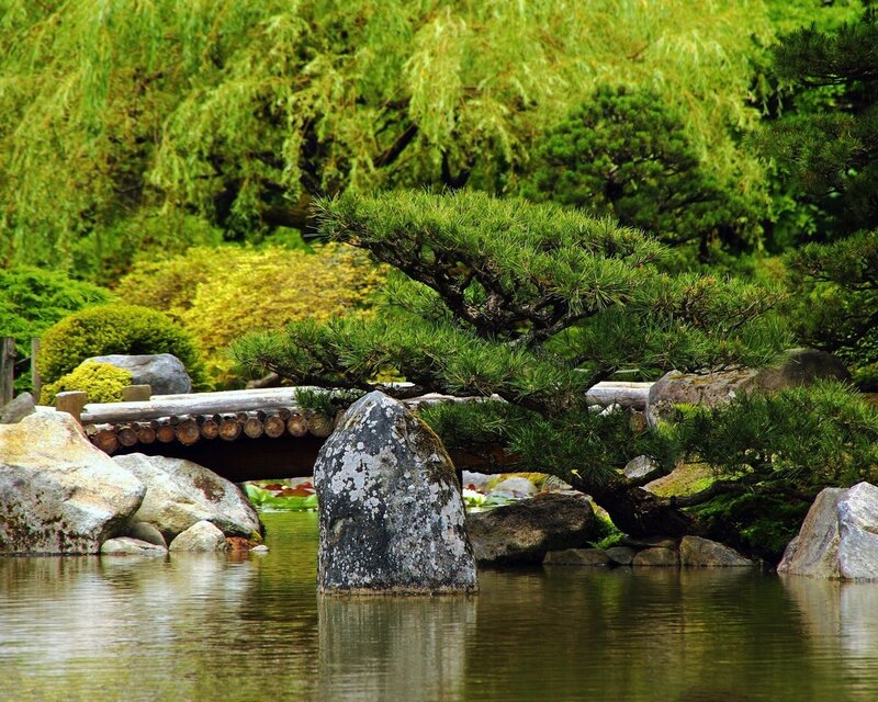 Japanese garden with pond and bridge