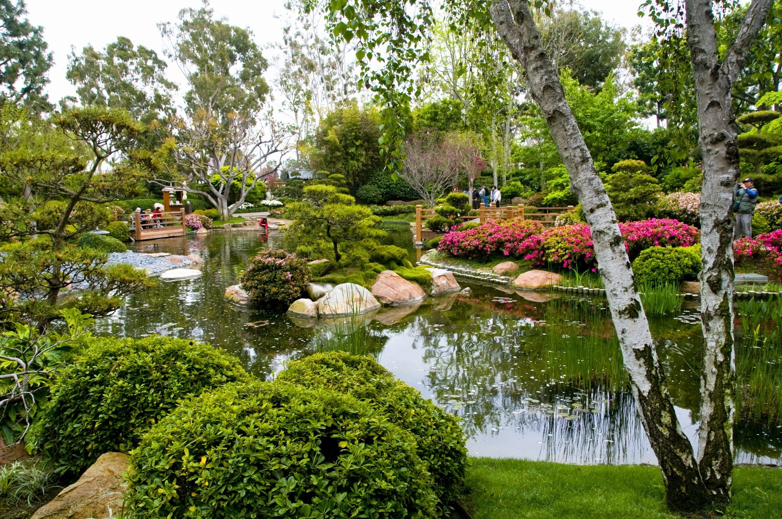 Japanese garden with pond and bridge