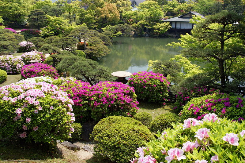 Japanese garden with pond and flowers