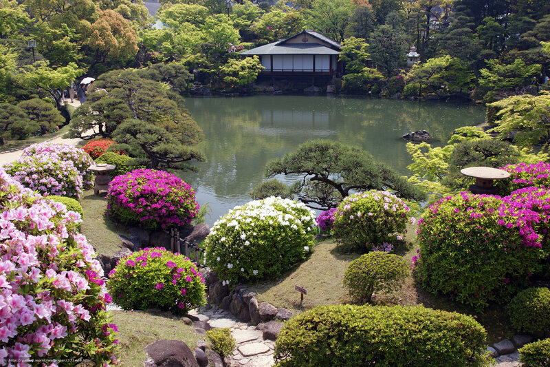 Japanese garden with pond and flowers