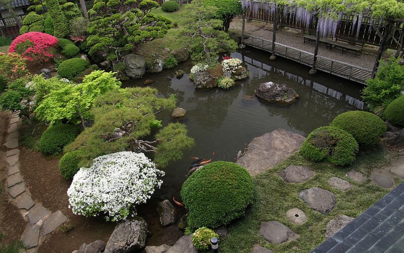 Japanese garden with pond and koi