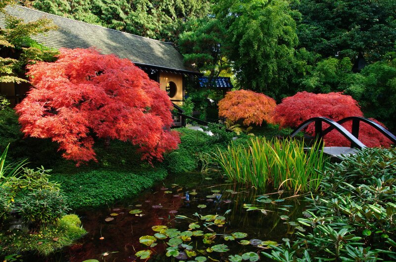 Japanese garden with pond and red trees