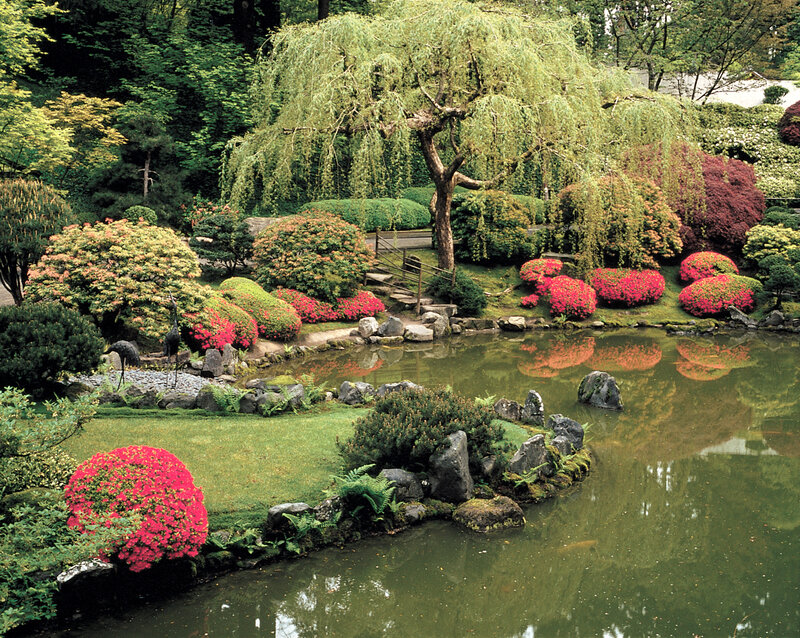 Japanese garden with pond and weeping willow