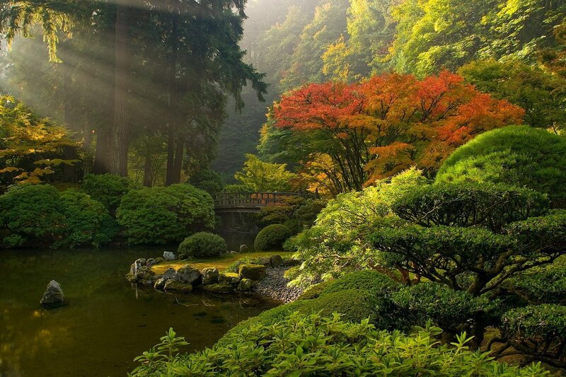 Japanese Garden with Pond — Green, Serene, Morning, Photograph, Bridge, Trees