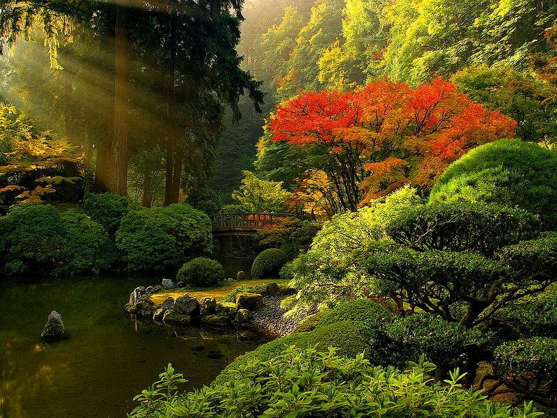Japanese Garden with Pond — Green, Serene, Morning