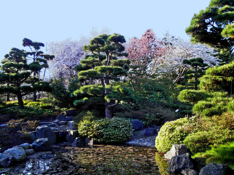Japanese Garden with Pond — Green, Serene, Spring