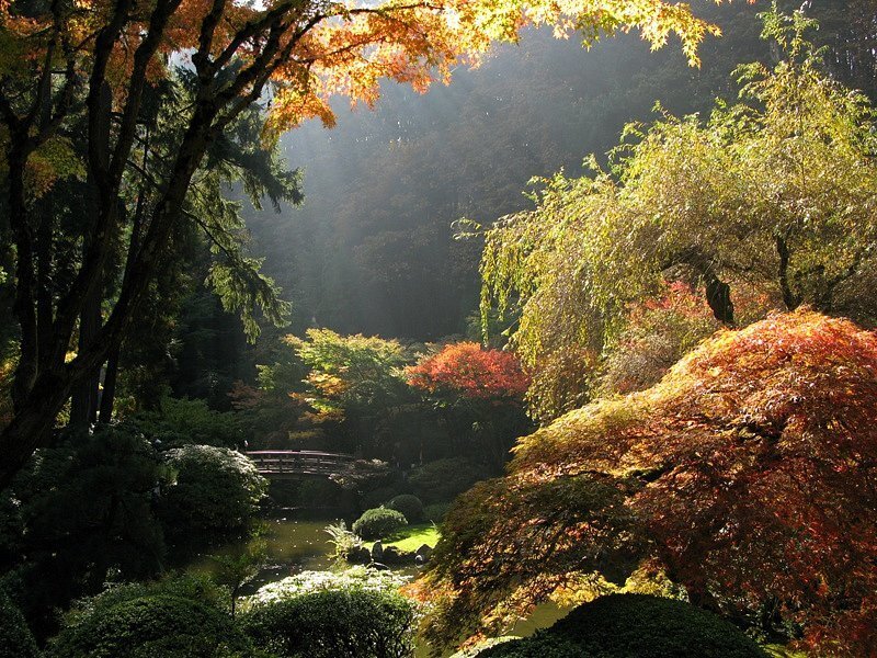Japanese Garden with Pond — Green, Serene