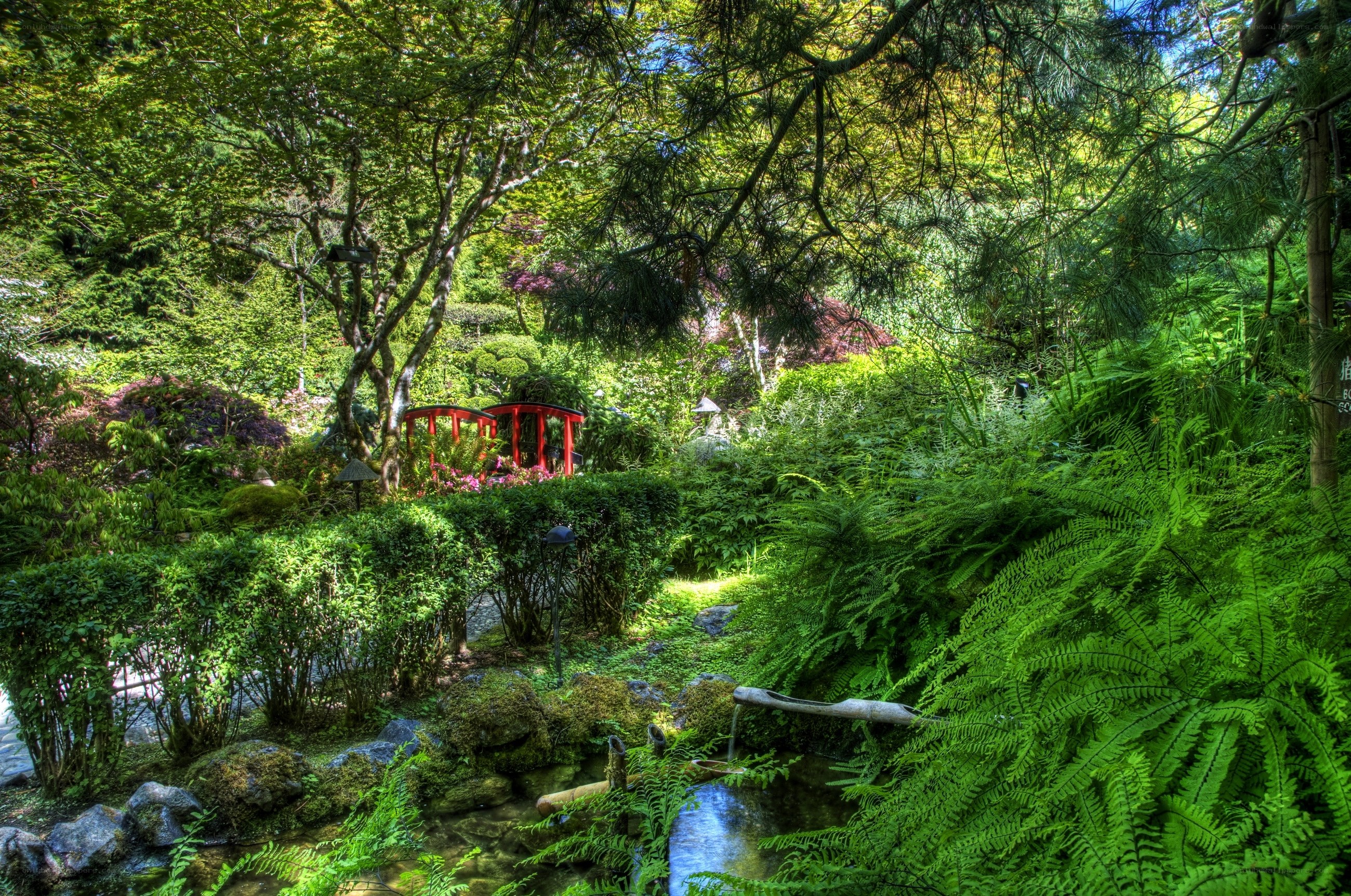 Japanese garden with red bridge