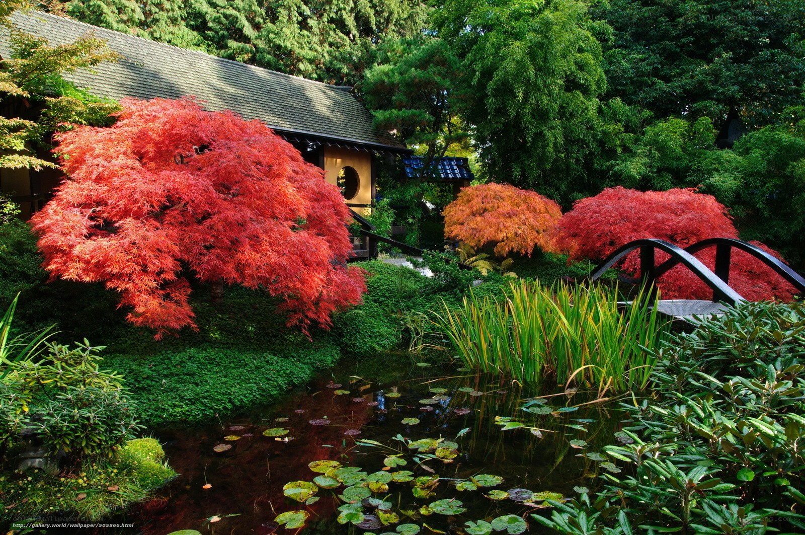 Japanese garden with red maple trees
