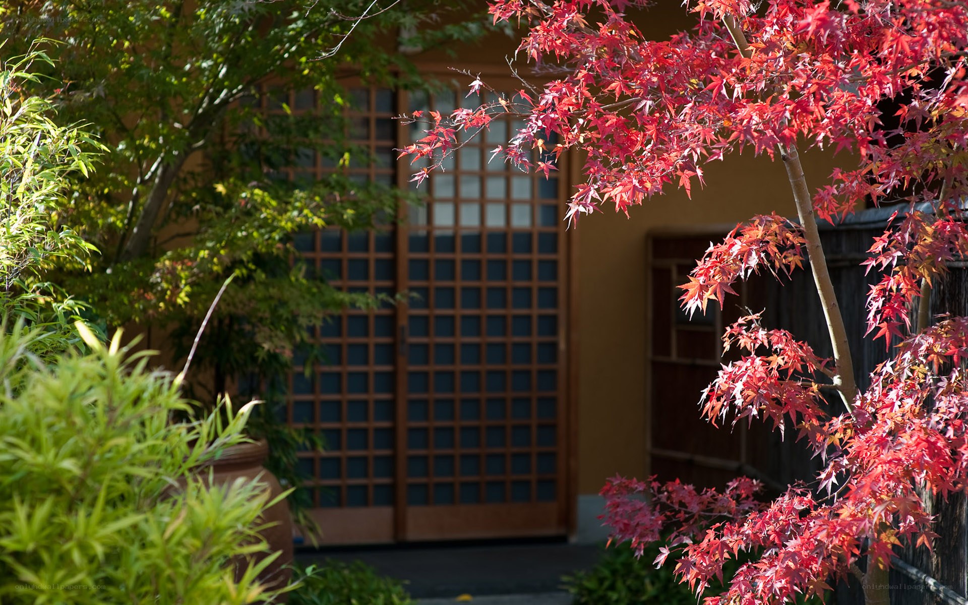 Japanese garden with red maple