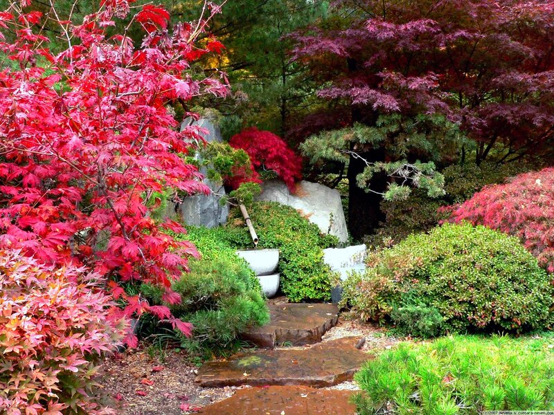 Japanese Garden with Red Trees