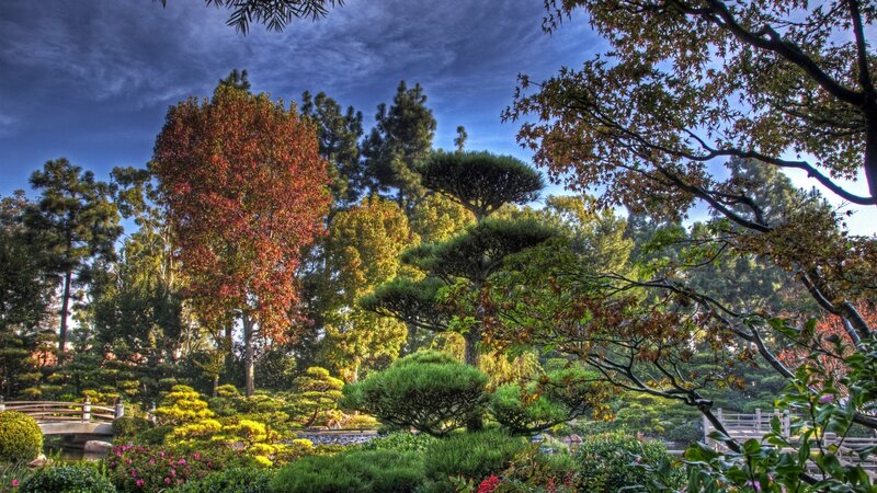 Japanese Garden with Trees