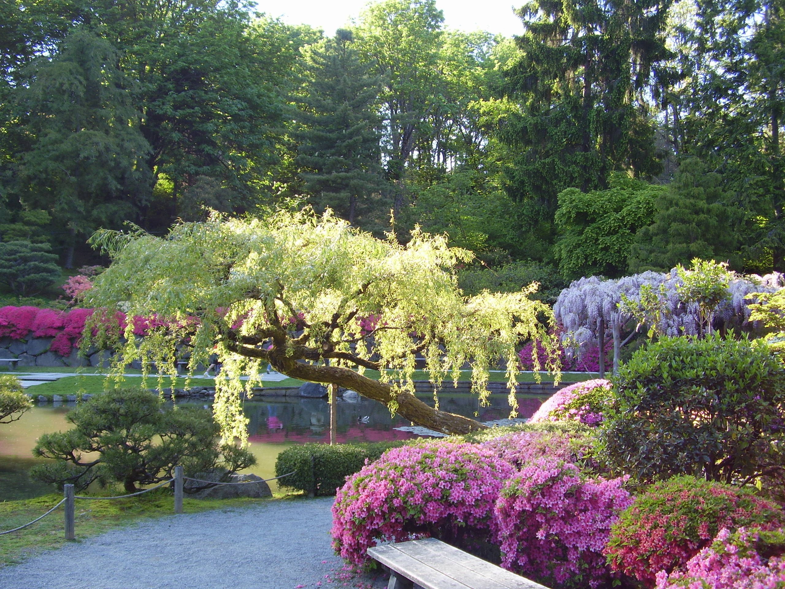 Japanese garden with weeping willow