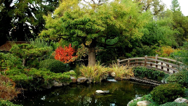 Japanese garden with wooden bridge