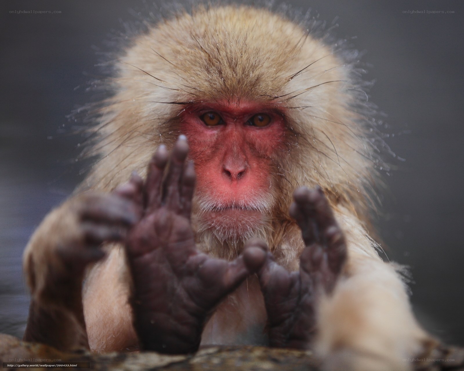 Japanese macaque in hot spring