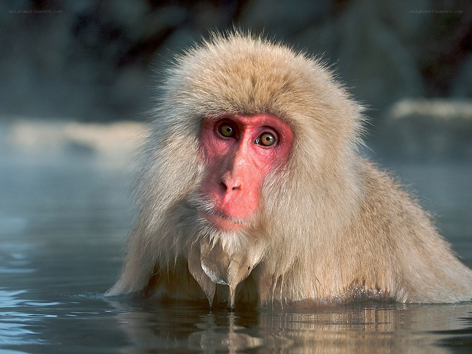 Japanese macaque in hot spring