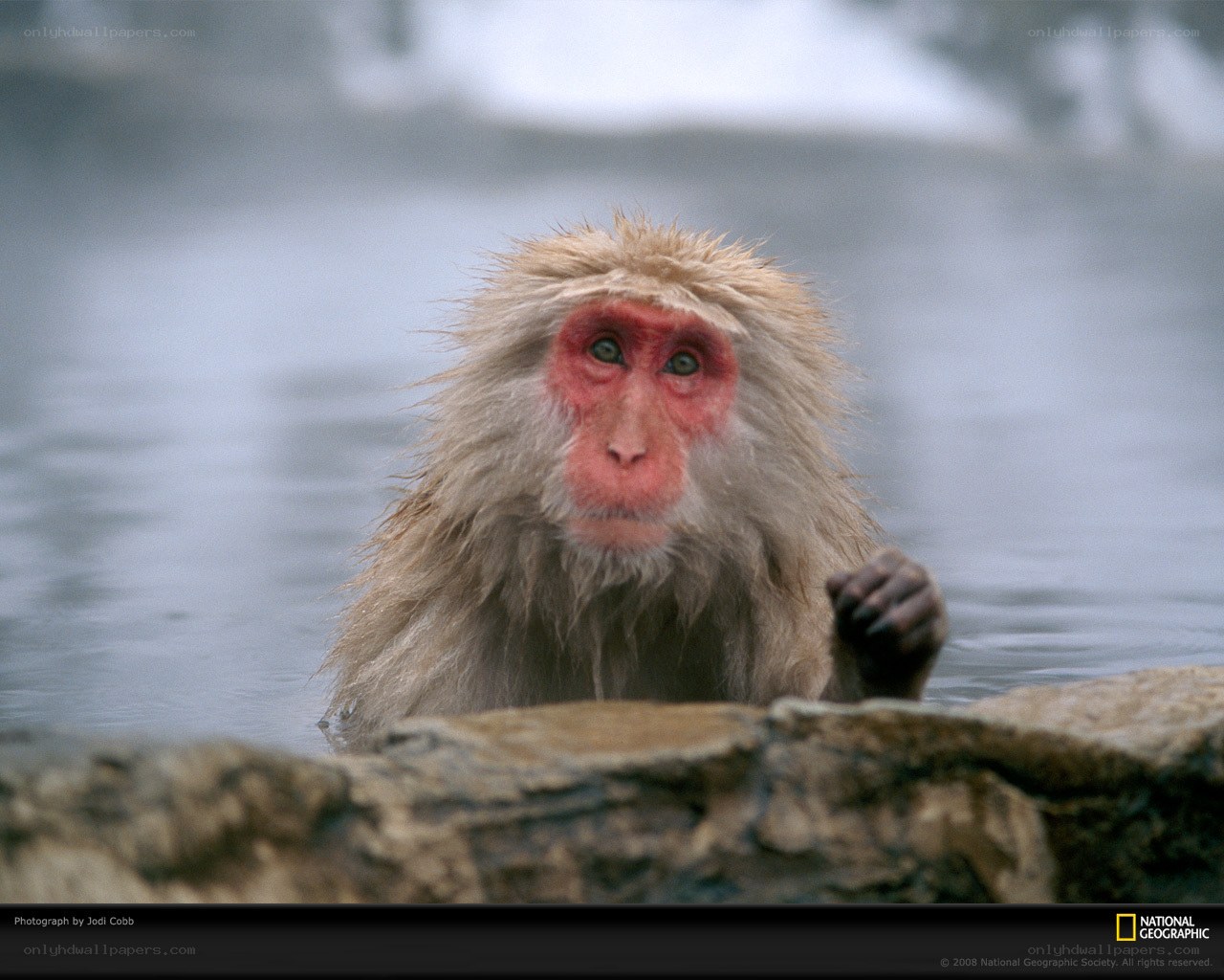 Japanese macaque in hot spring