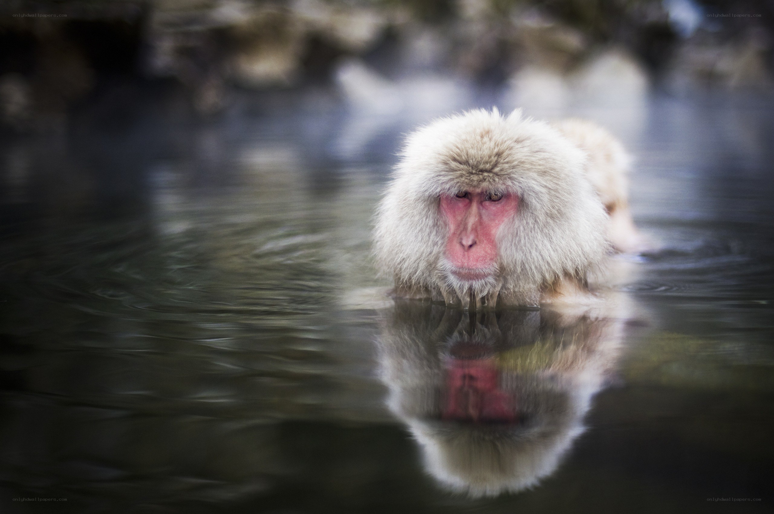 Japanese macaque in hot spring