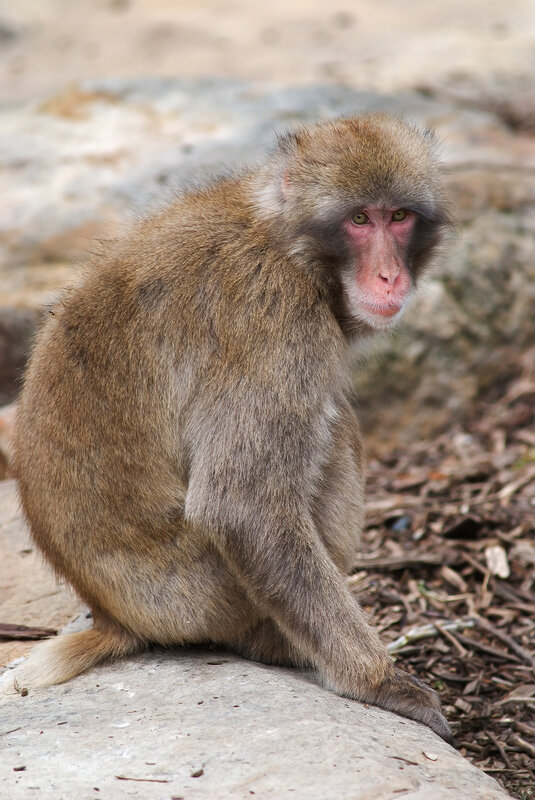 Japanese macaque sitting on rock