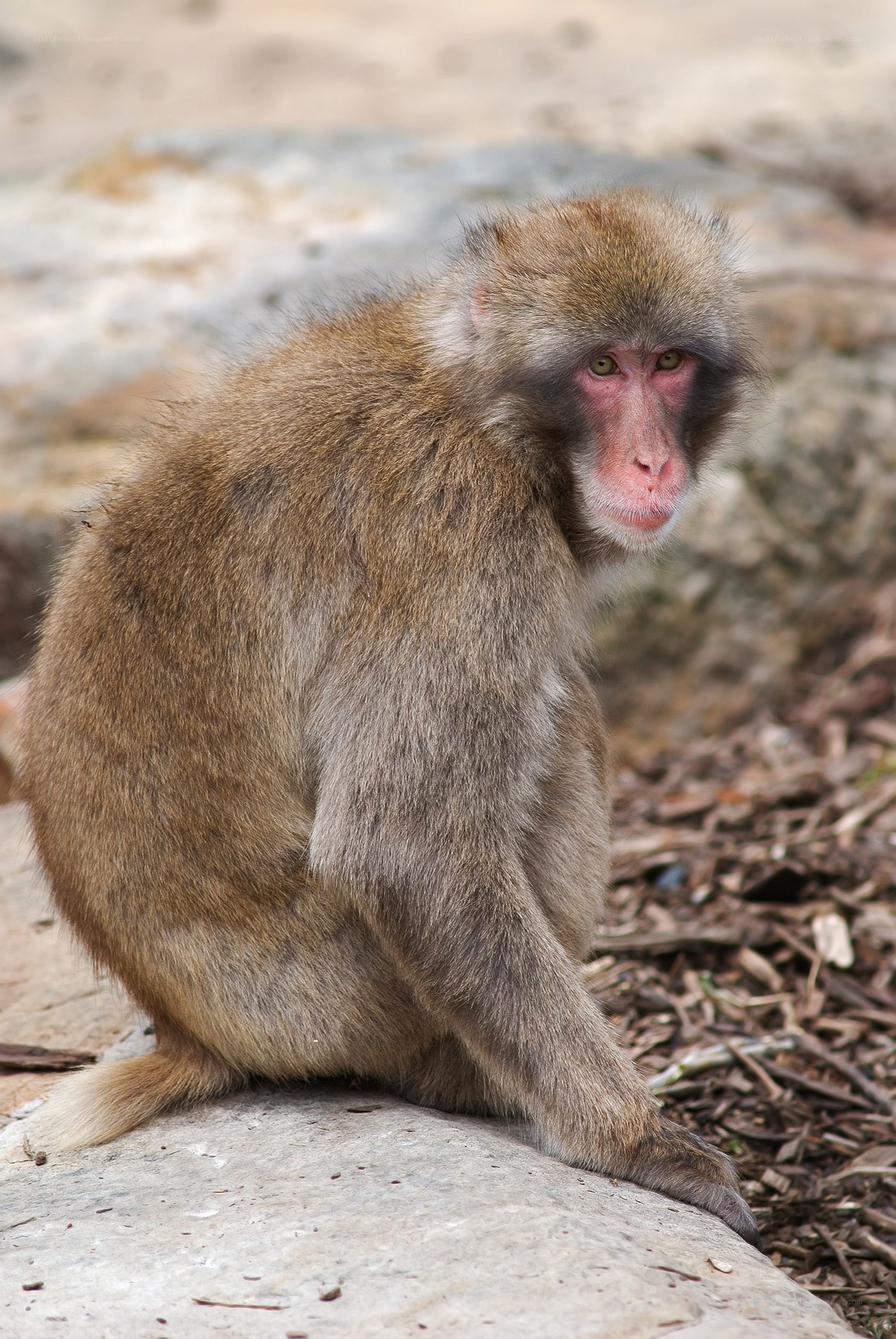 Japanese macaque sitting on rock