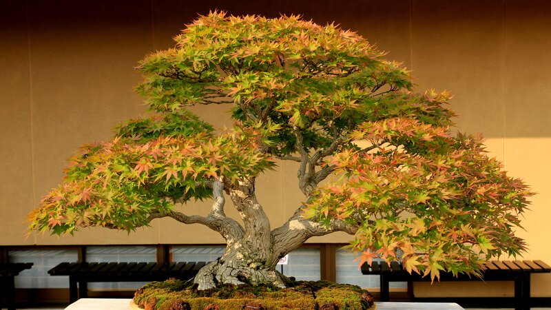 Japanese Maple Bonsai Tree