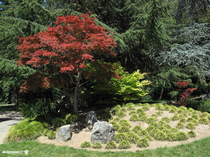 Japanese maple in garden