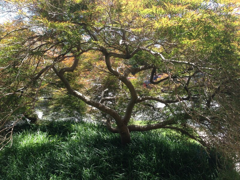 Japanese Maple Tree — Green, Serene