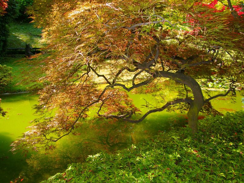 Japanese Maple Tree — Green