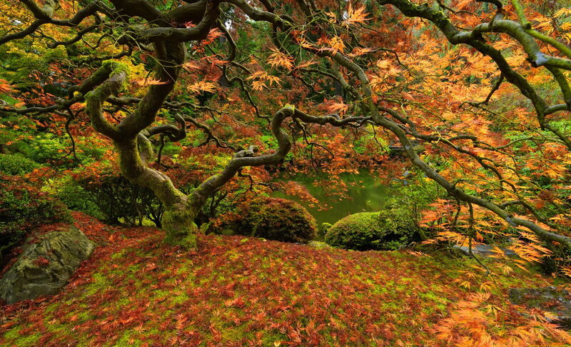 Japanese Maple Tree — Orange, Serene