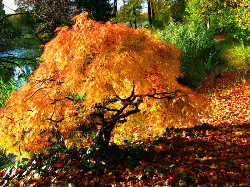 Japanese Maple Tree — Orange