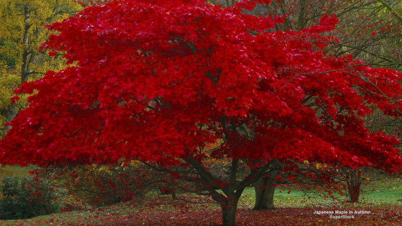 Japanese Maple Tree — Red, Serene, Autumn