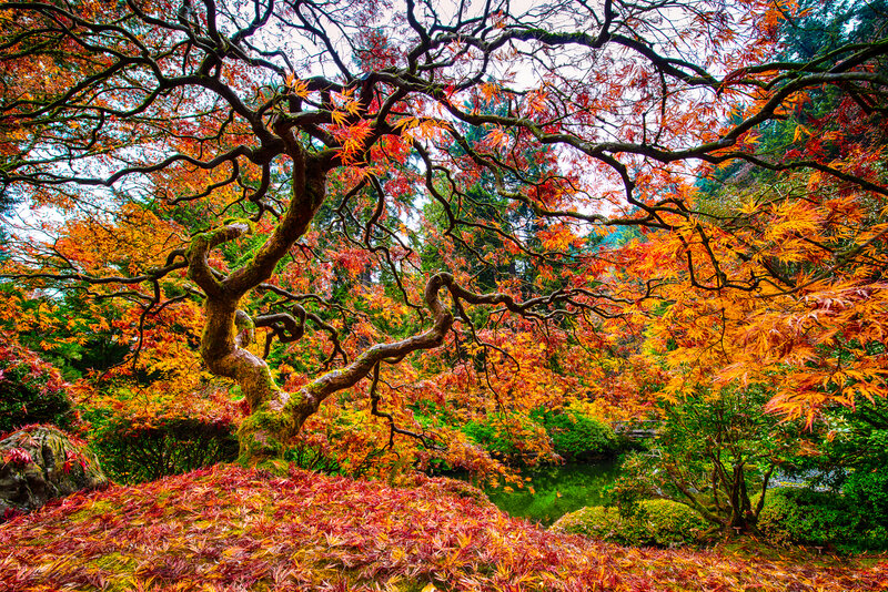 Japanese Maple Tree — Red, Serene