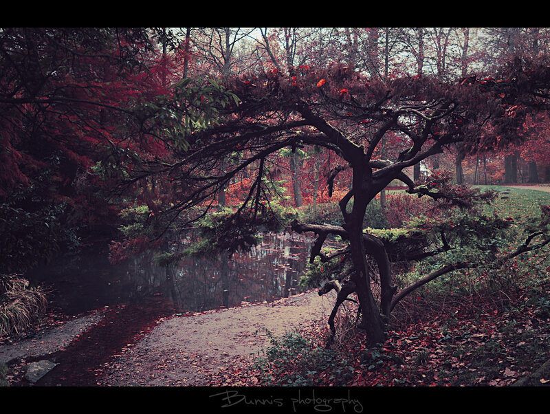Japanese Maple Tree — Red