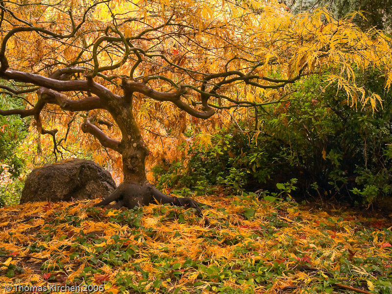 Japanese Maple Tree
