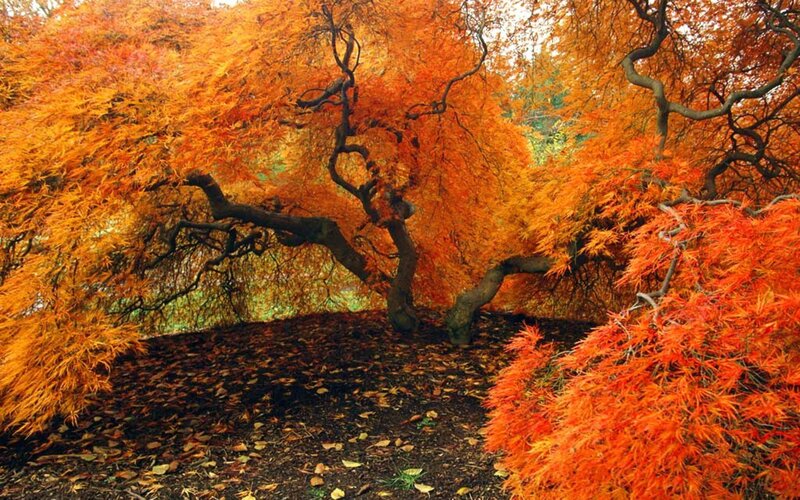 Japanese Maple Trees