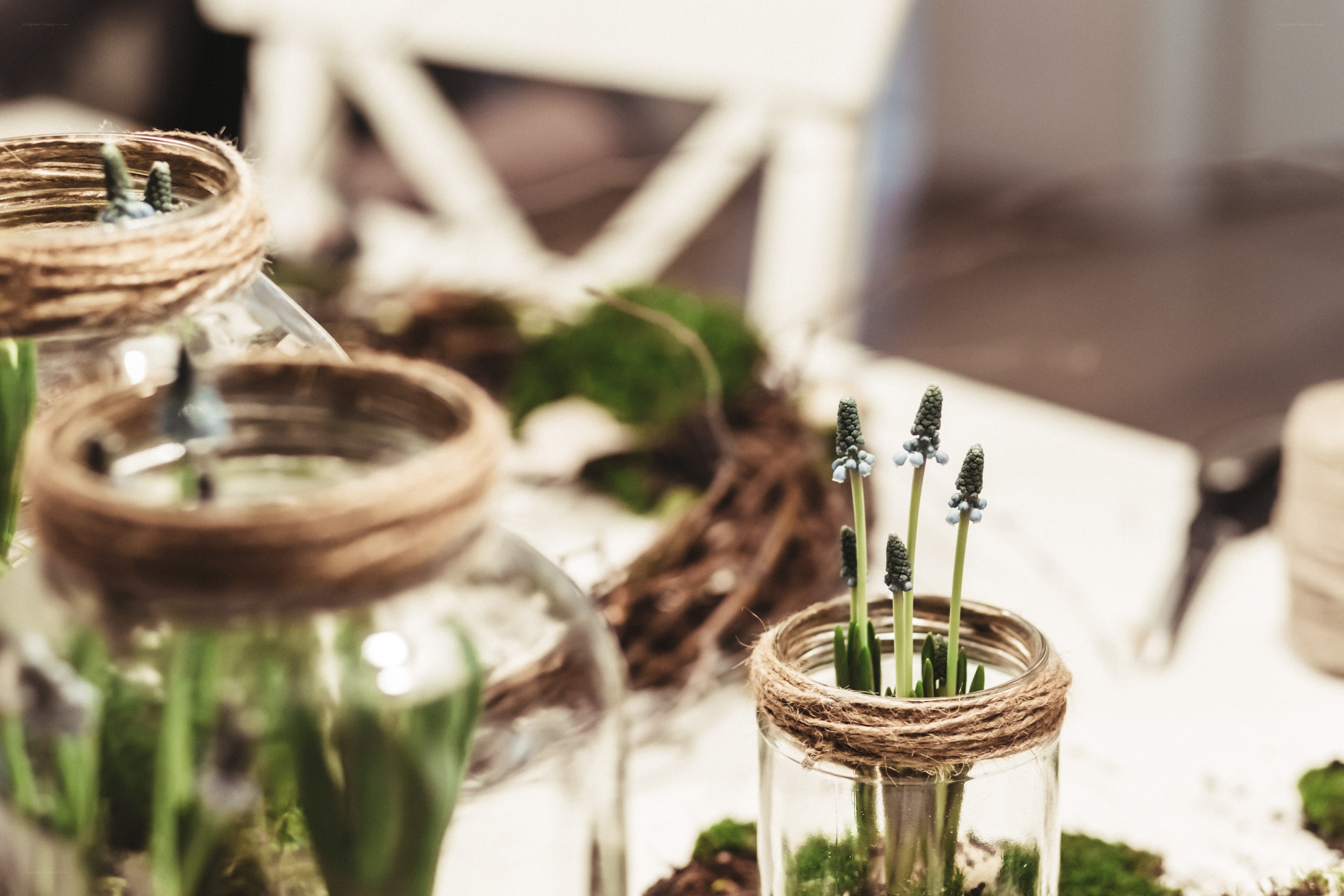 Jars with green plants