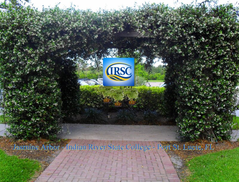 Jasmine Arbor Entrance