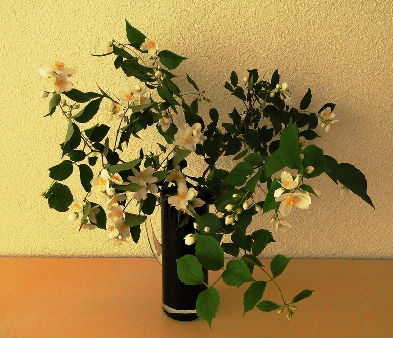 Jasmine Flowers in a Vase