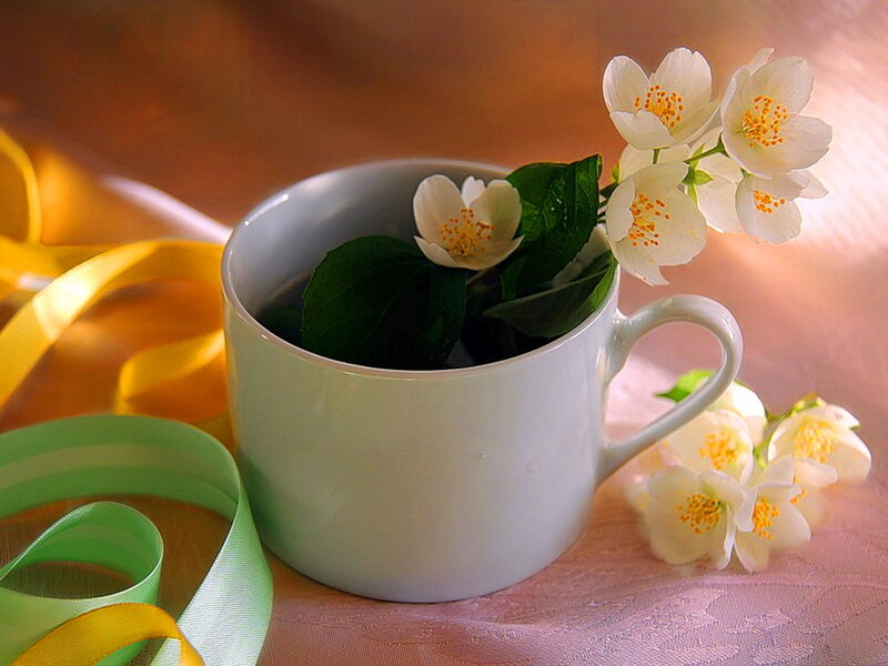 Jasmine Flowers in Cup