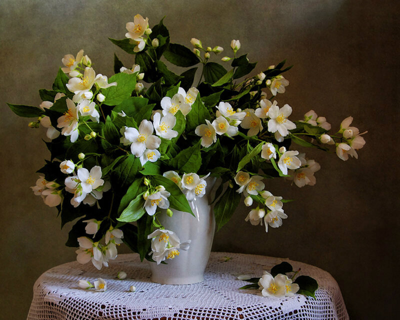 Jasmine Flowers in Vase — White