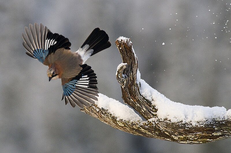 Jay Bird in Flight