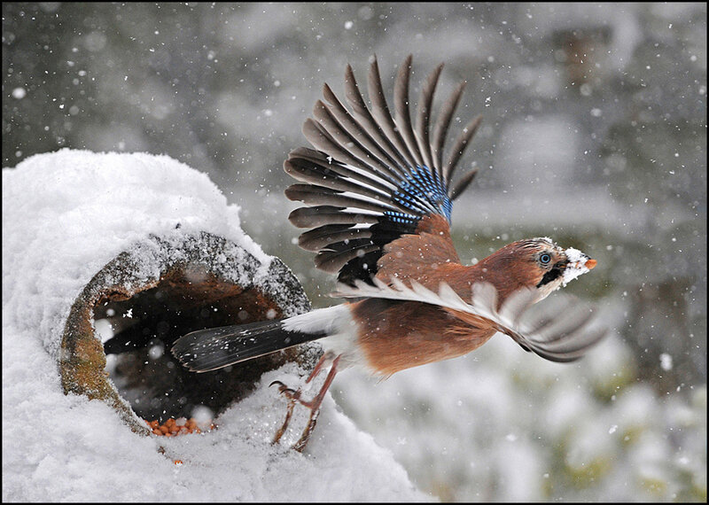 Jay Bird in Snow