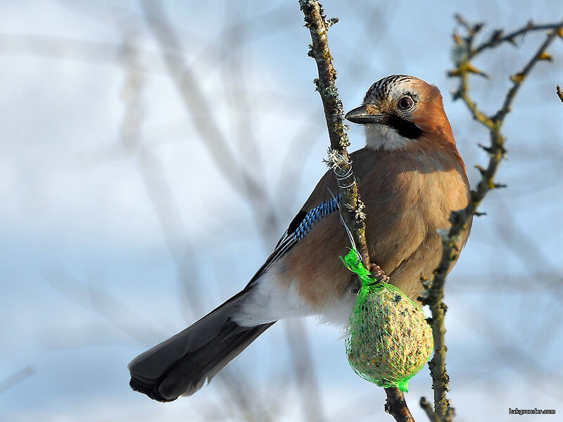 Jay bird on a branch