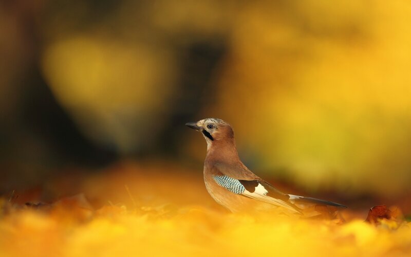 Jay Bird on Autumn Leaves