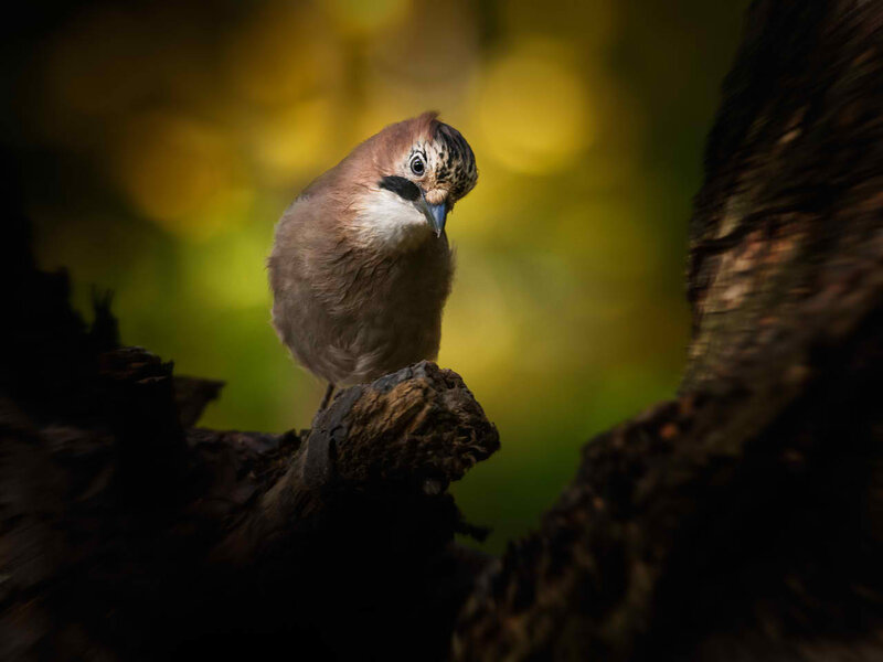 Jay Bird on Log