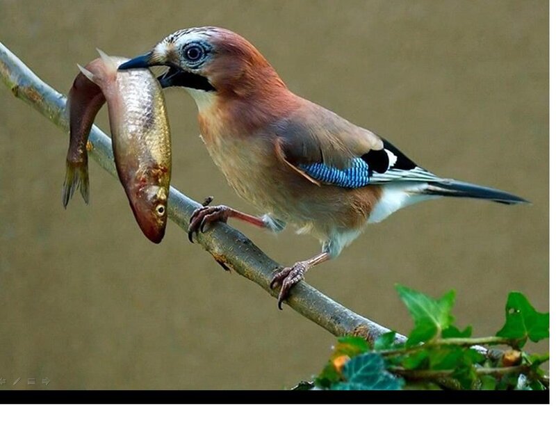 Jay Holding a Fish — Brown