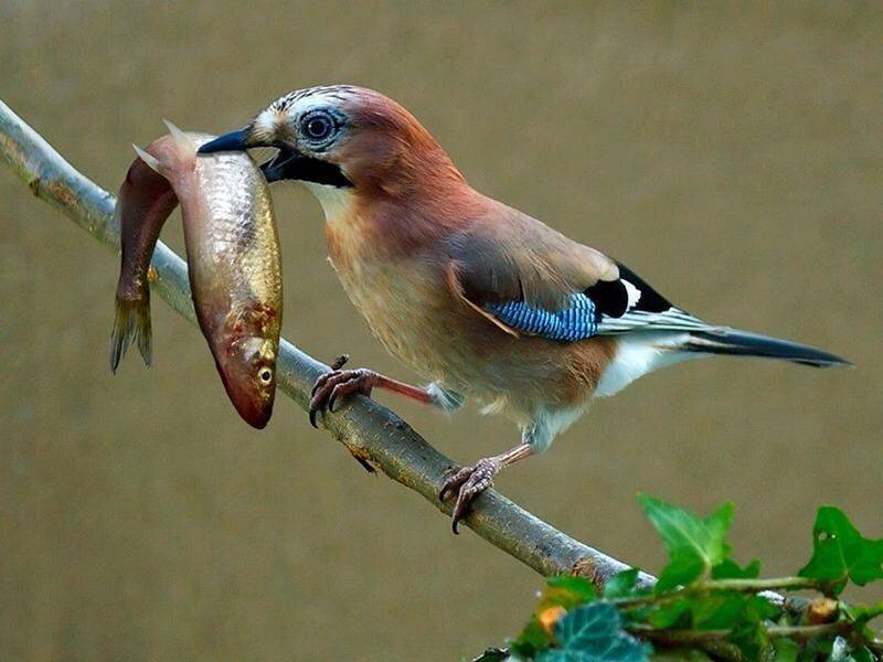 Jay holding a fish